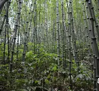 包含萨拉赫CBA常规赛综述后续来了的词条